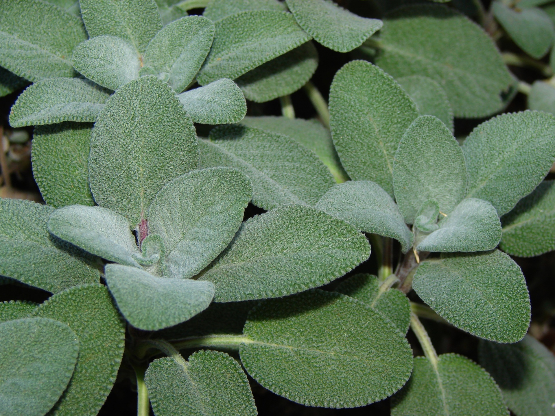 Fuzzy oval, green leaves of culinary sage