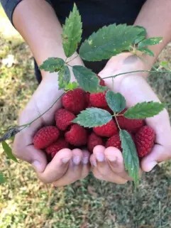 Raspberry, Herb of the Year and Herb of the Month: History and Lore
