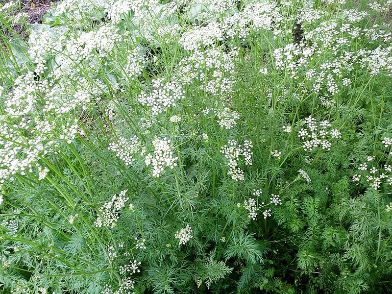 Feathery green leaves and small white flowers of cumin