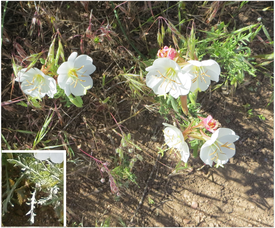 Cut leaf evening primrose with inset