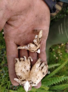 Dactylorhiza hatagirea roots that look like hands or feet.