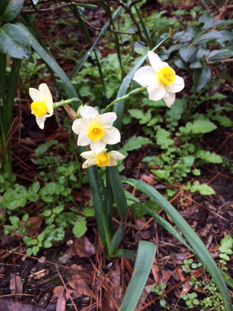 daffodils