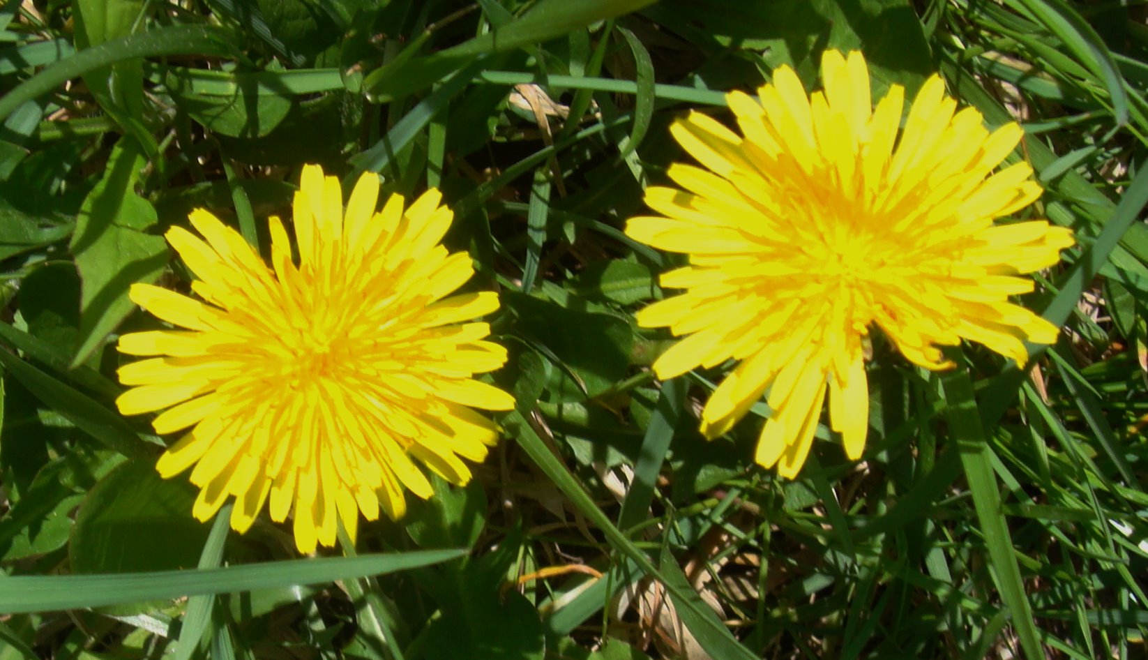 Dandelion (1)
