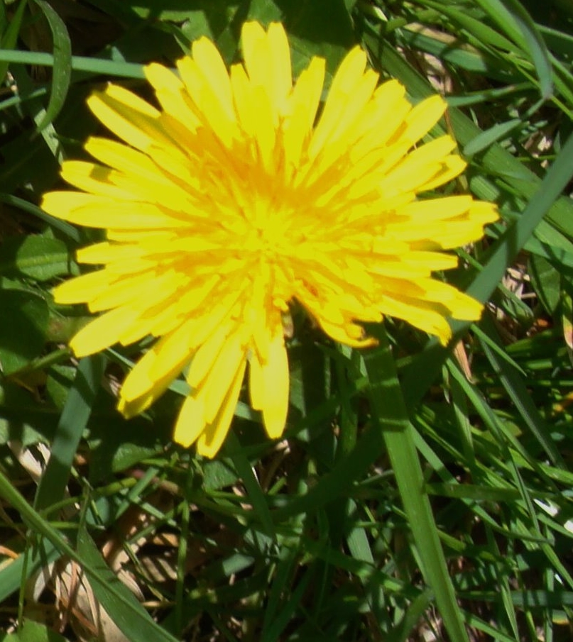 Dandelion flower