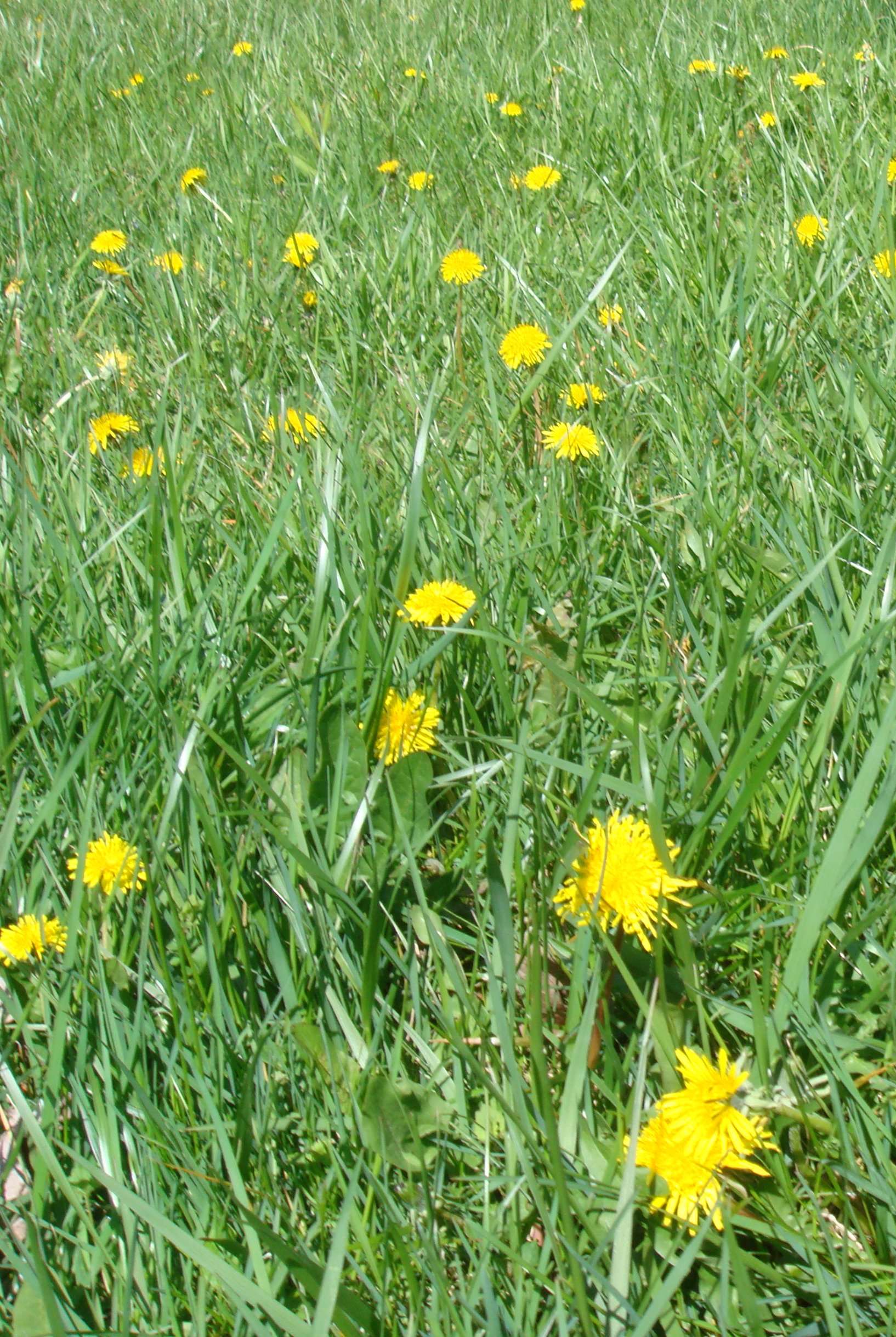 Dandelion (2)