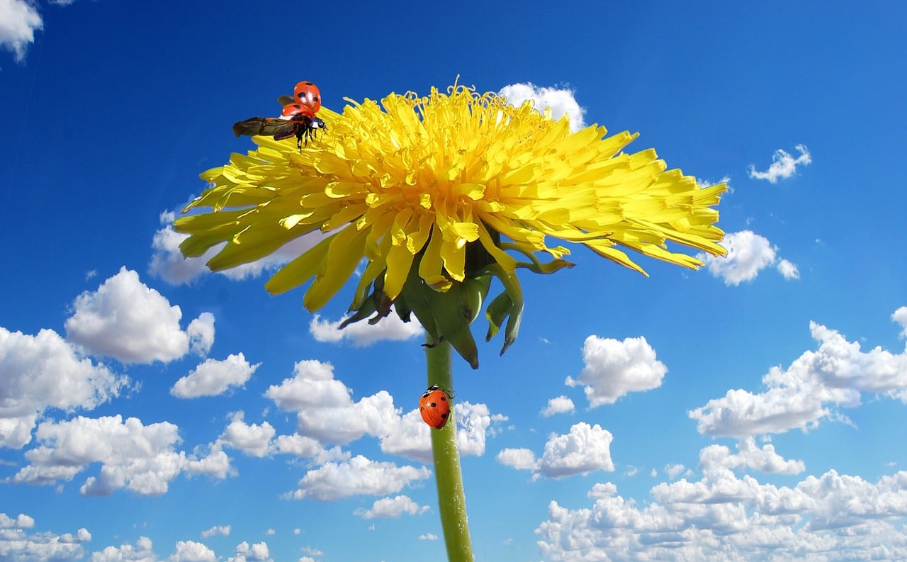 dandelion KH1