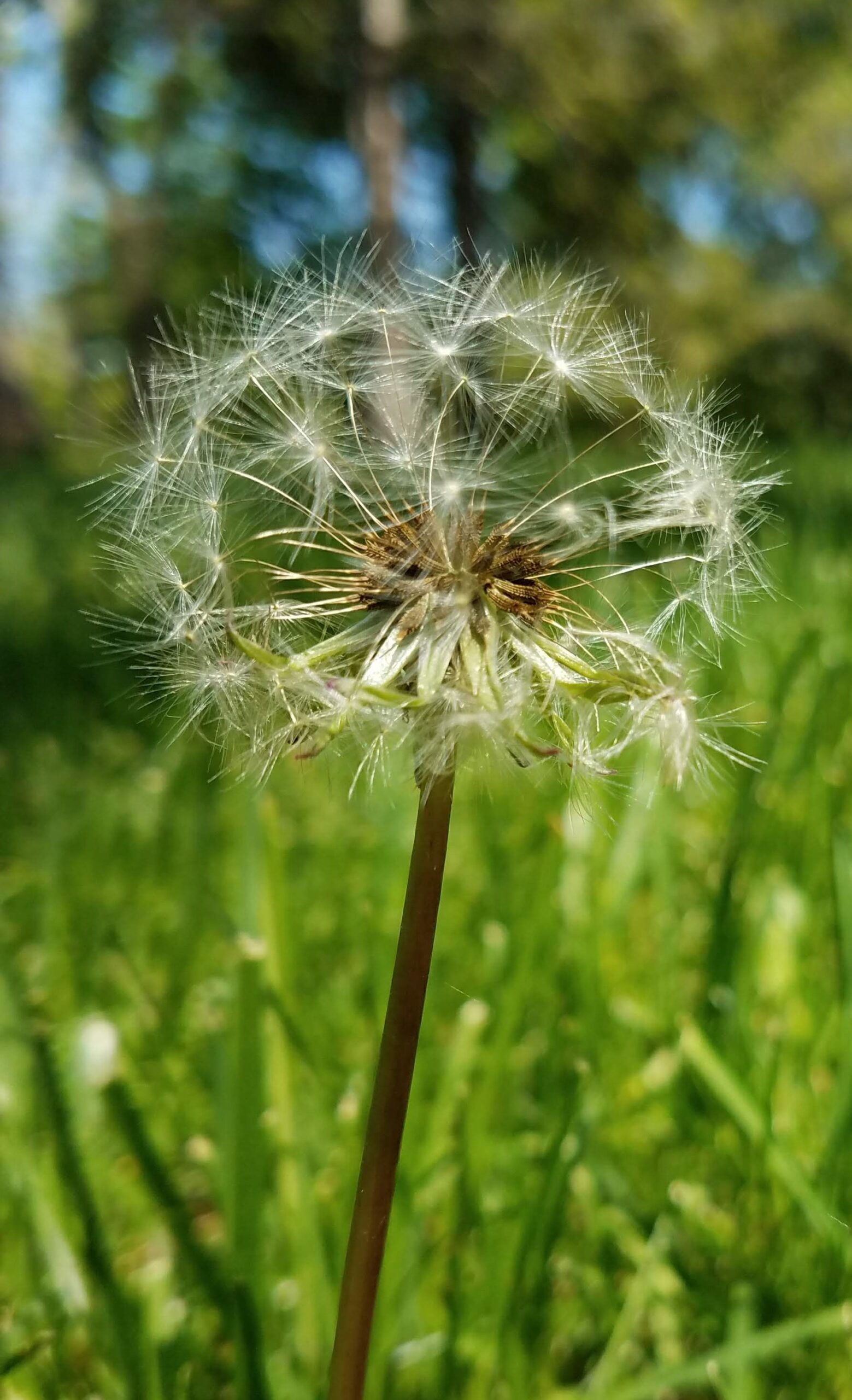 dandelion wish