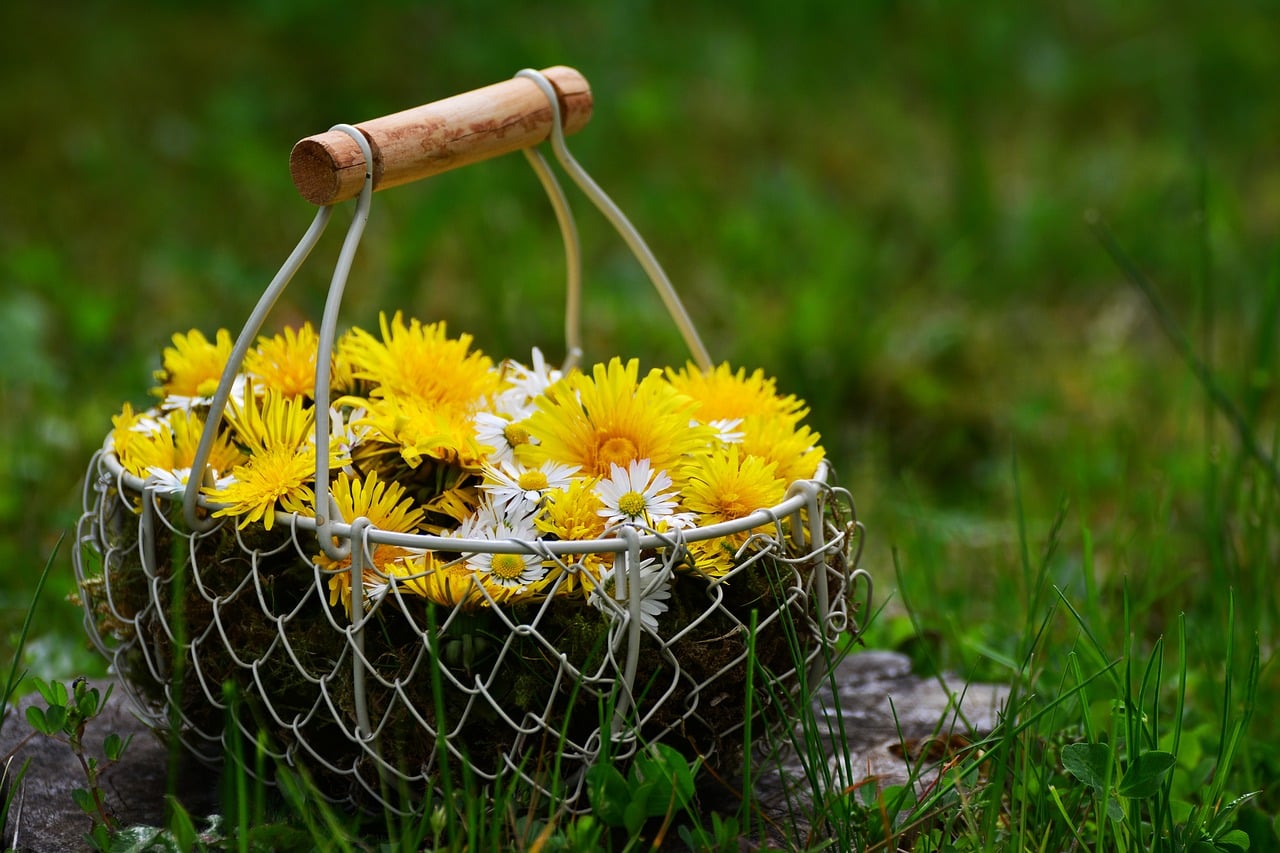 Dandelion