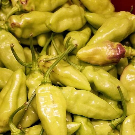 Datil peppers