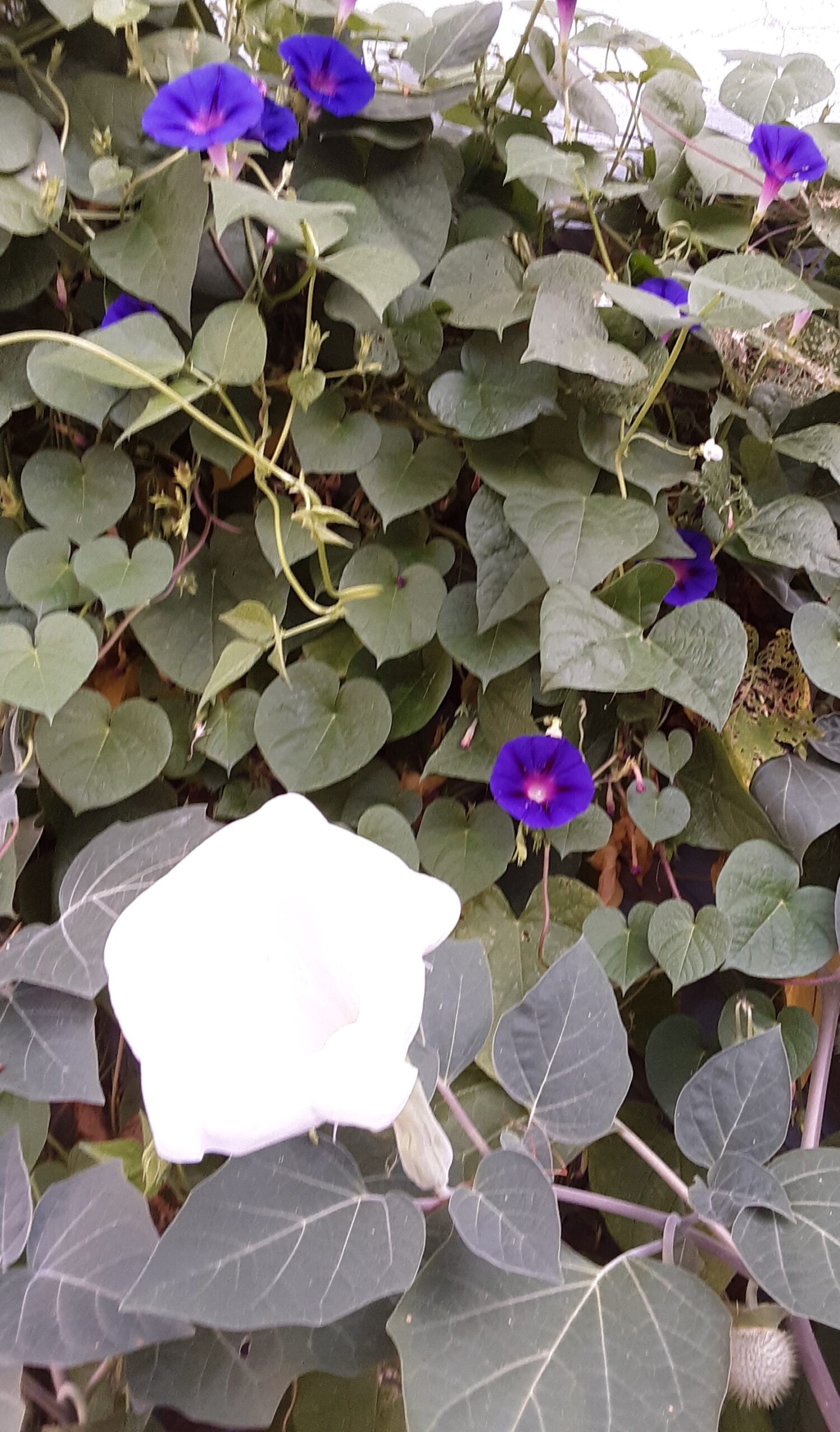 Large, trumpet shaped white Datura flower in front of a mass of green vines with purple-blue Ipomoea flowers