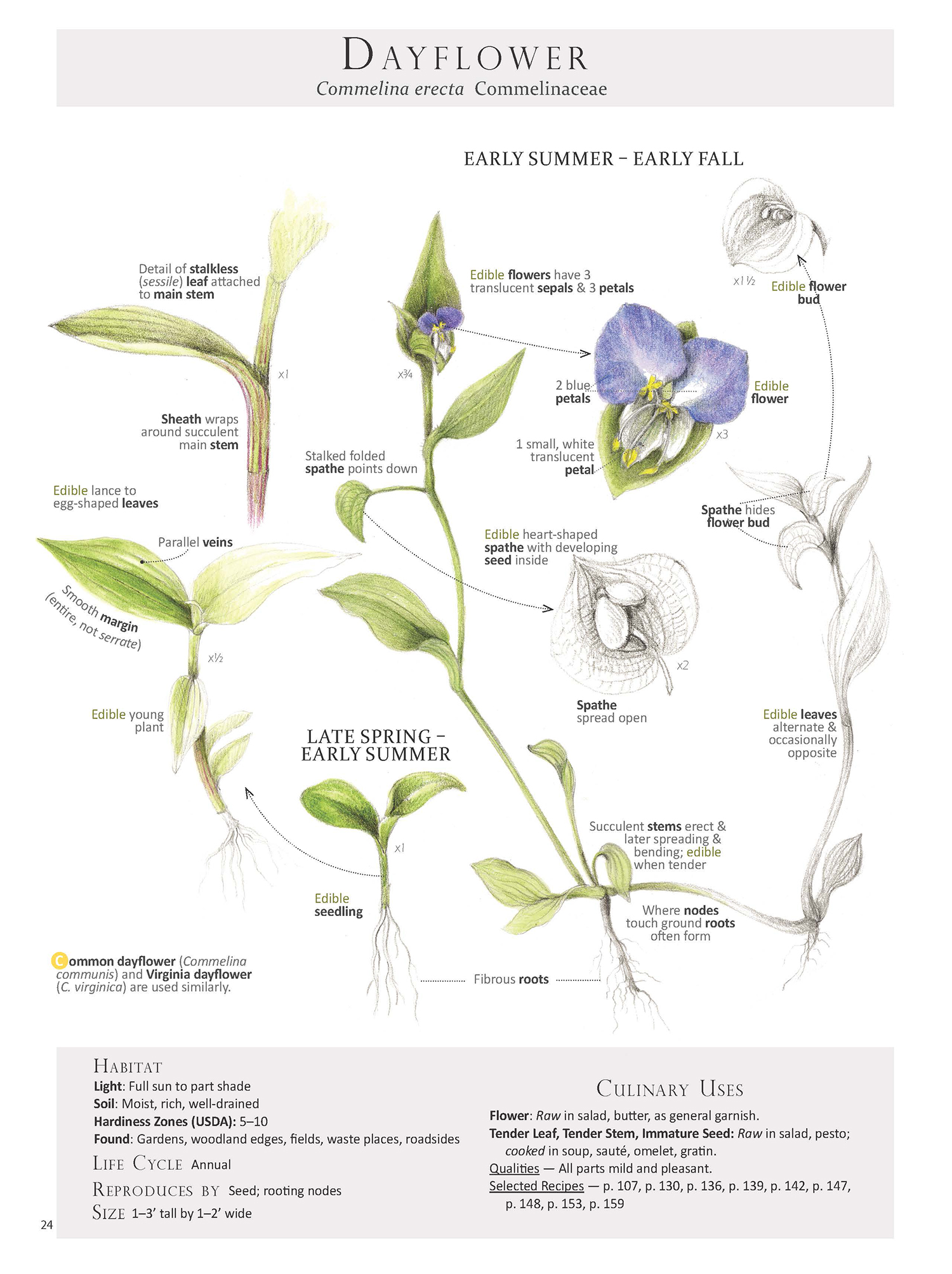 Dayflower-Commelina erecta