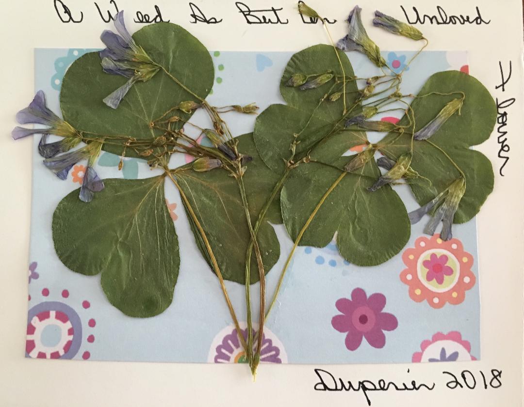 Dianne herbs on card 1