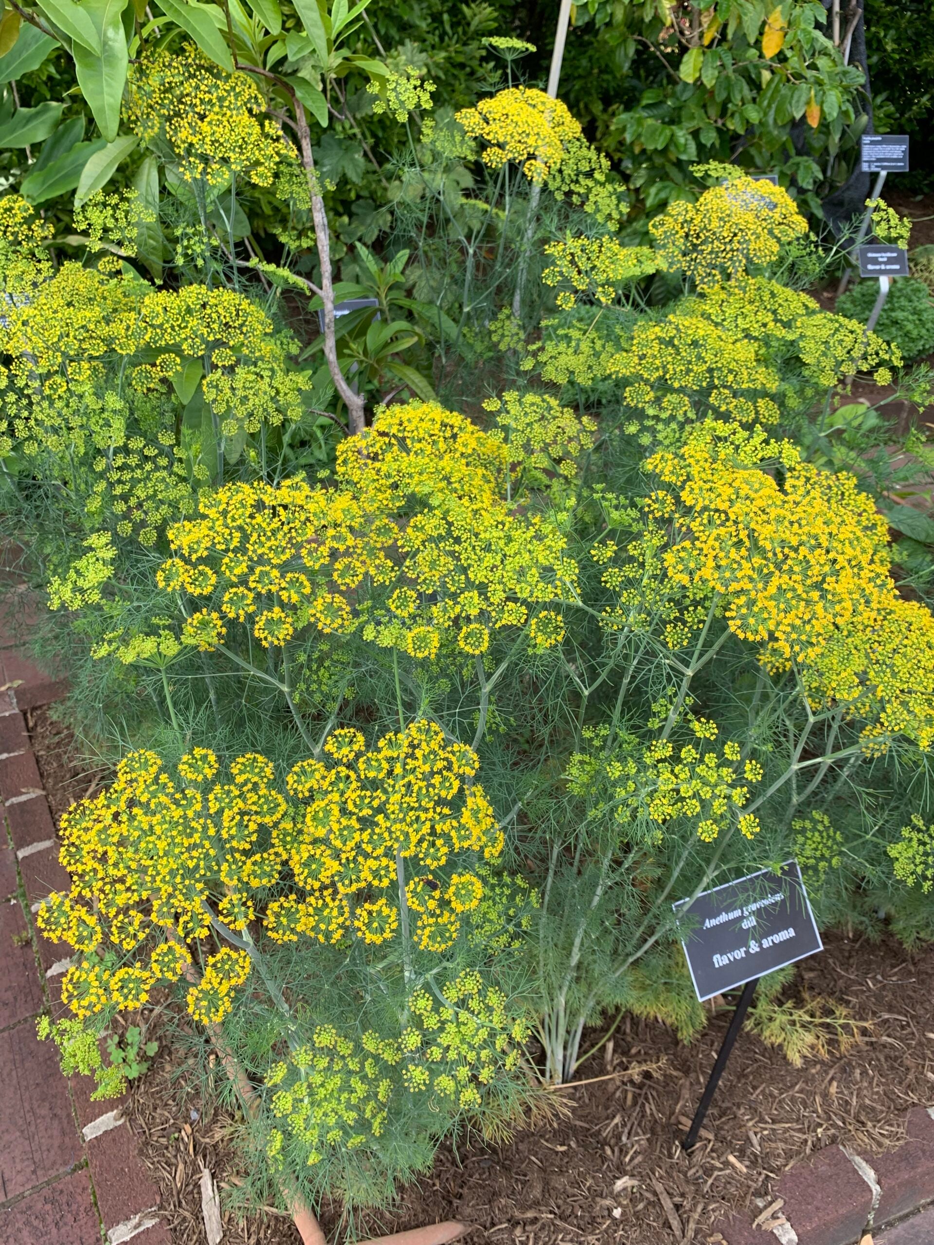 dill
