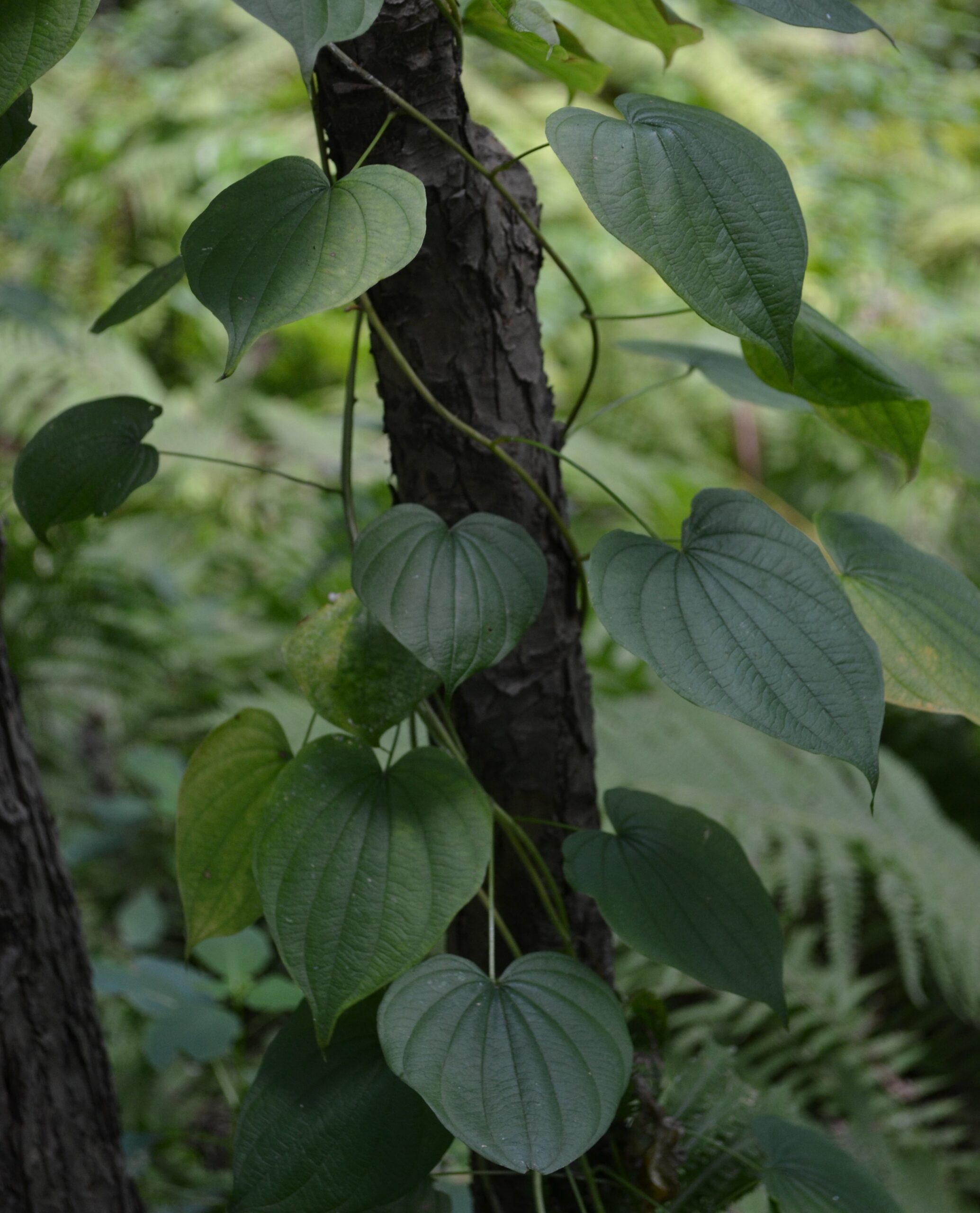 Dioscorea-twining-up-hemlock-by-angela-magnan