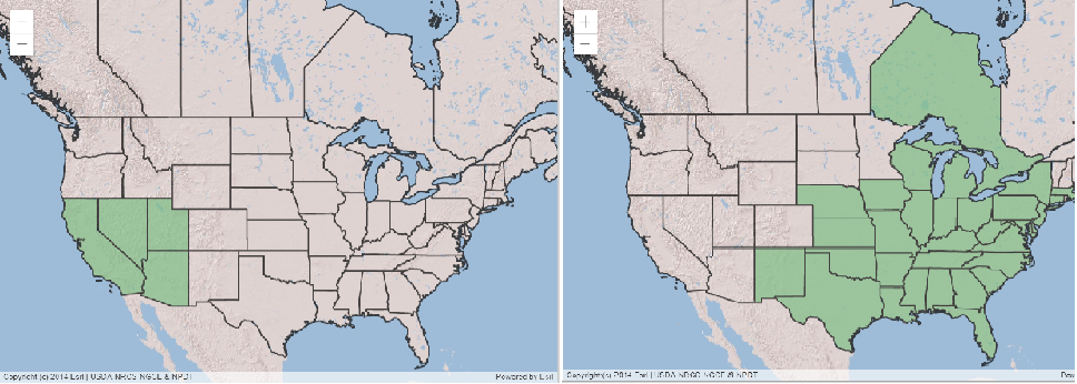 Distribution of Cercis orbiculata (left) and C. canadensis (right).