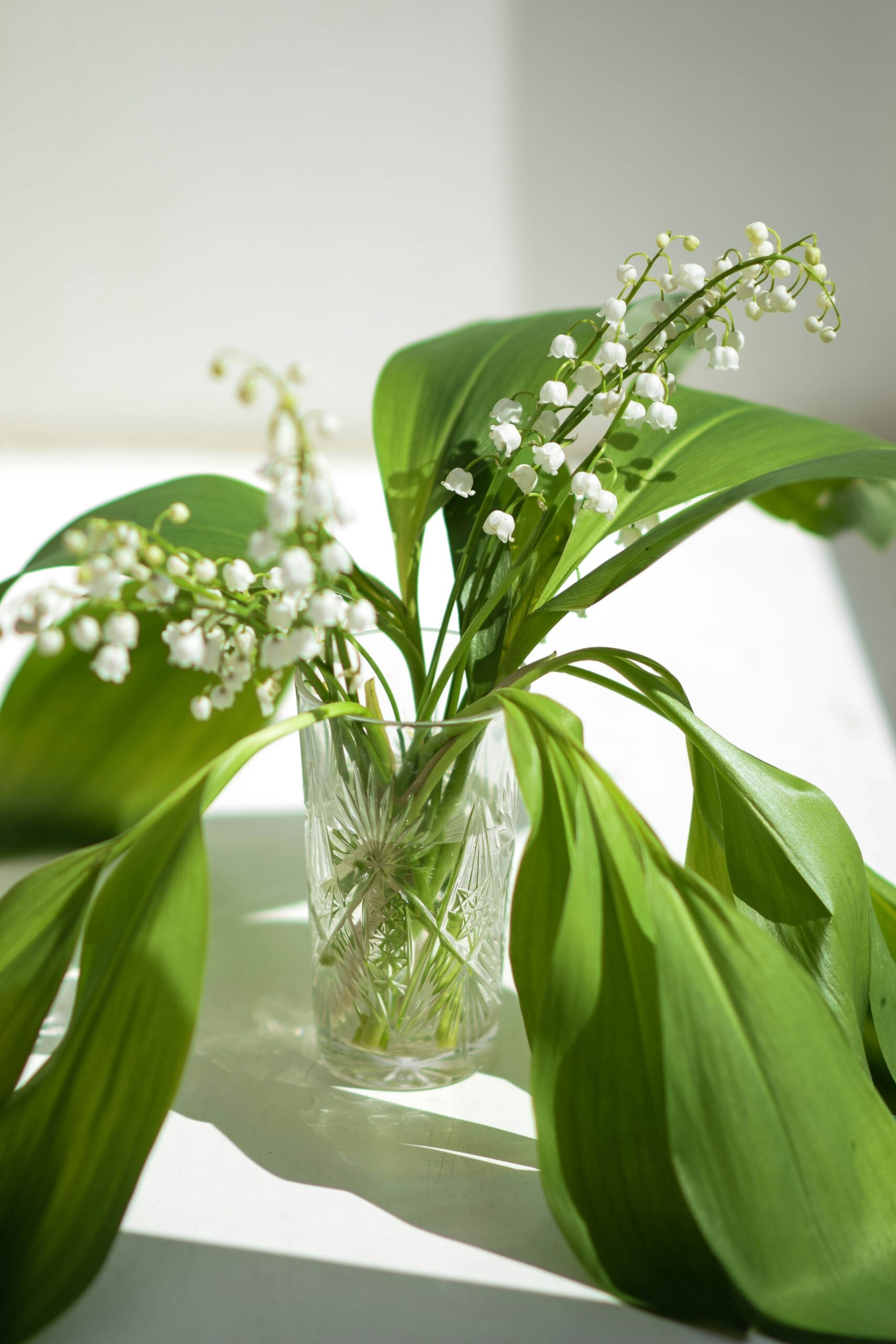 Lily of the Valley flowers and leaves in a vase