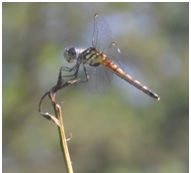 Dragonfly
