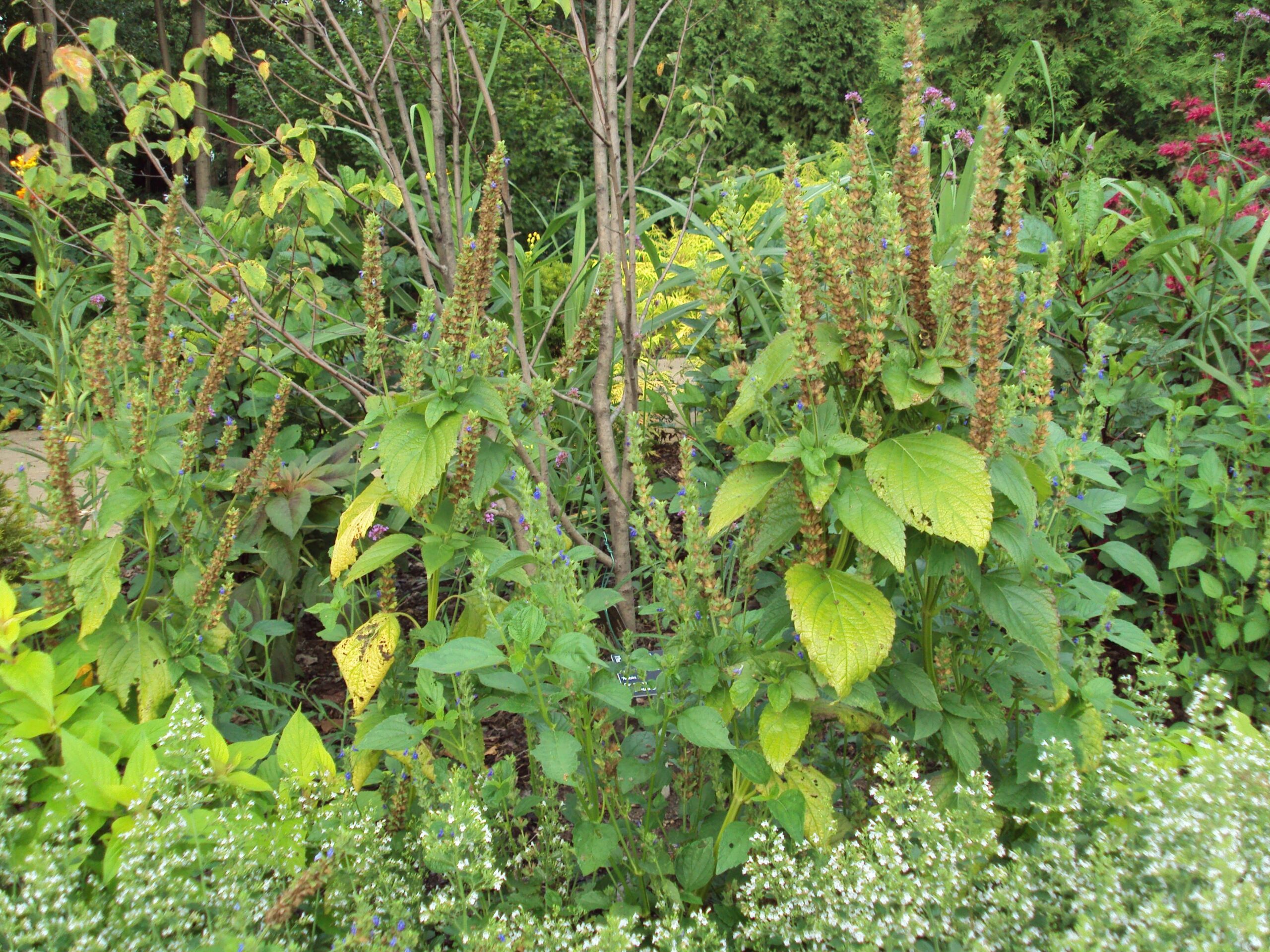 chia plants