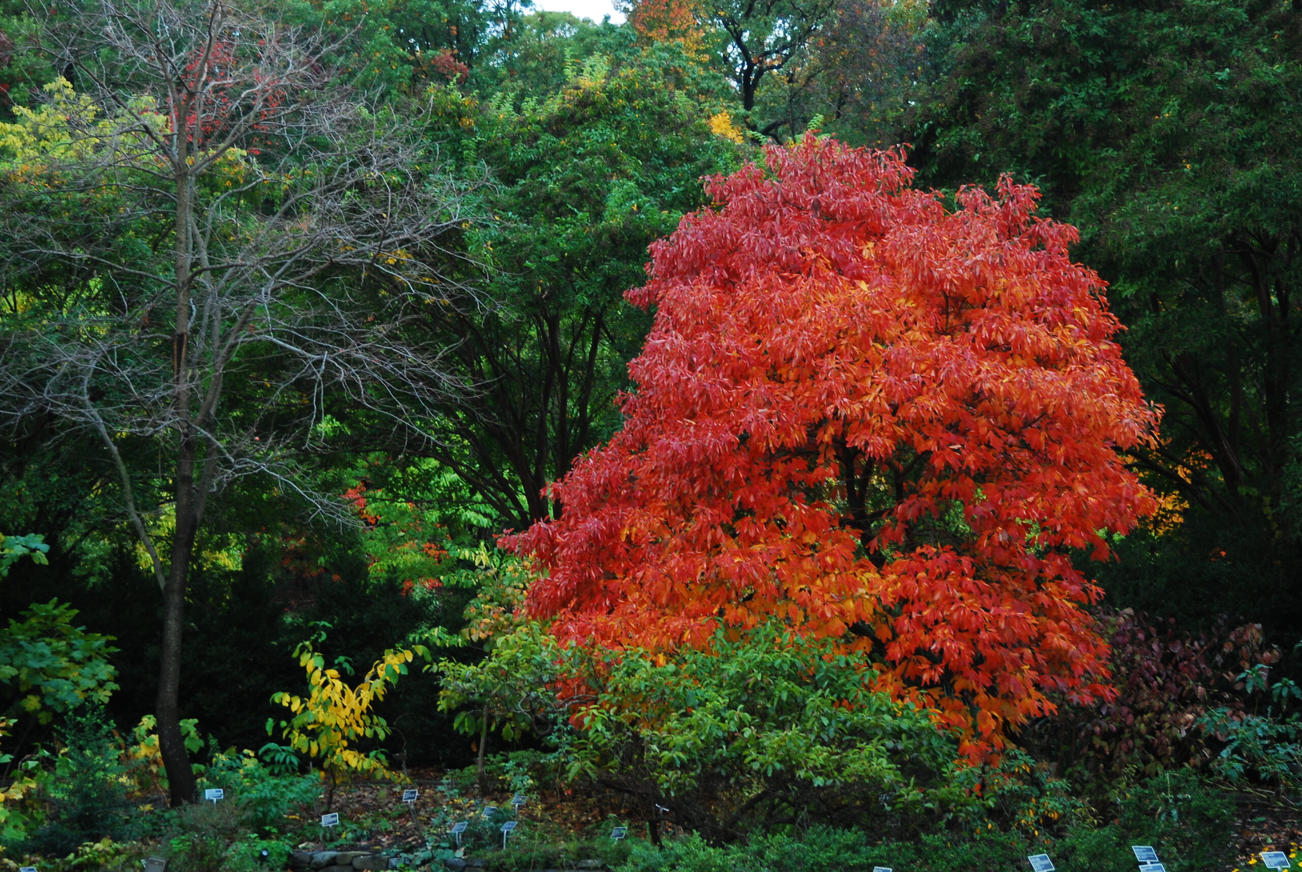 Fall color on Sassafras tree