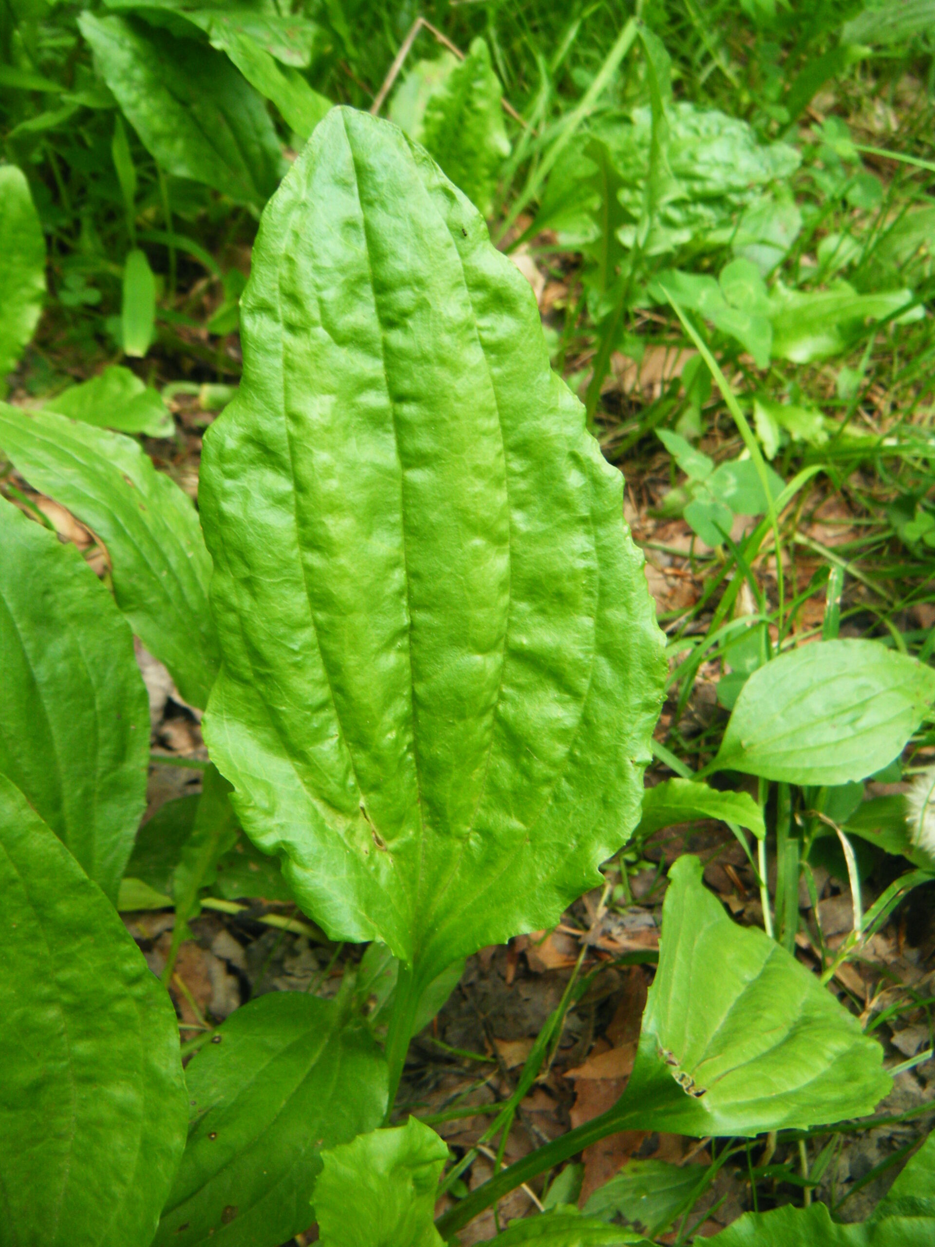 DSCF9863 Common Plantain leaf (Plantago major)