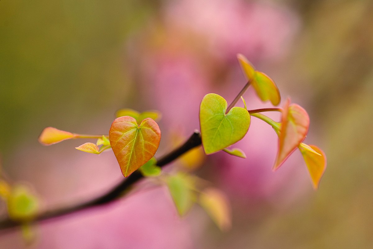 Eastern redbud by Melissa McMasters via wikimedia