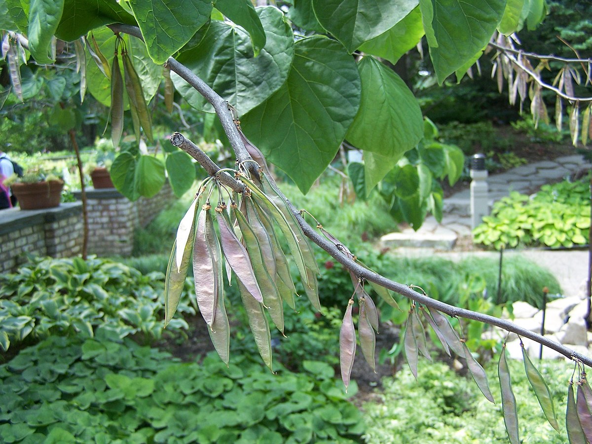 Eastern_redbud_fruit_SEWilco via wikimedia