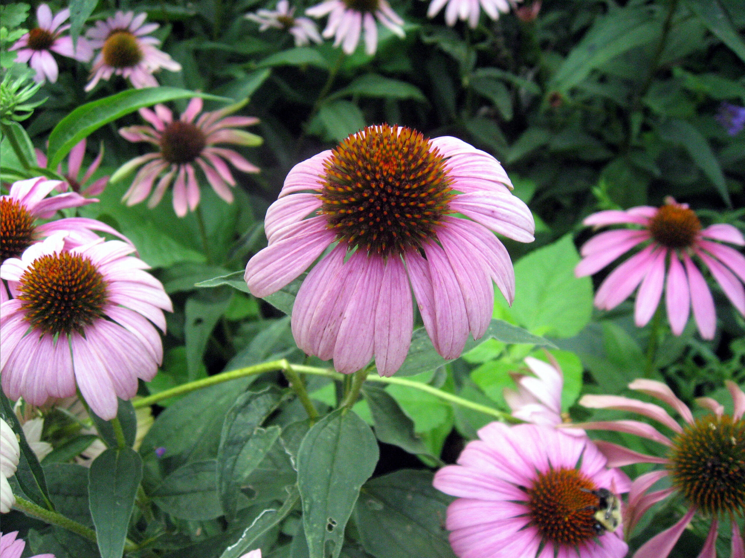 Purple flowers of echinacea