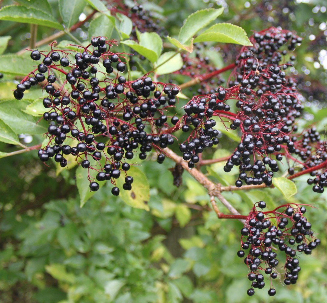 elderberries