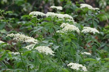 Elderberry – November’s Herb of the Month