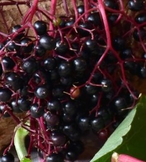 elderberry_blend_large1.jpg