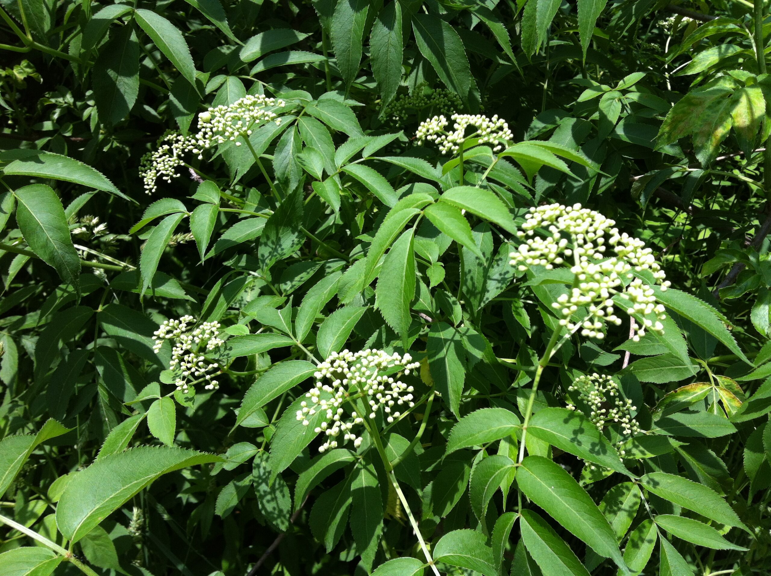 elderflowers
