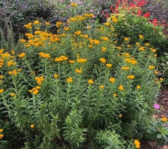 Tagetes lucida (Mexican tarragon) plant with flowers