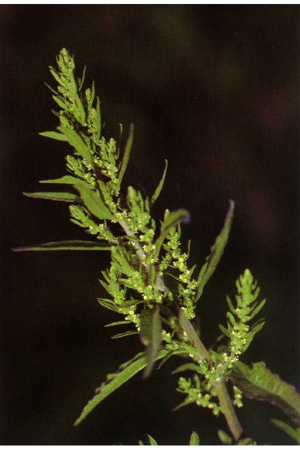 epazote NRCS wiki cc 0.0 PD