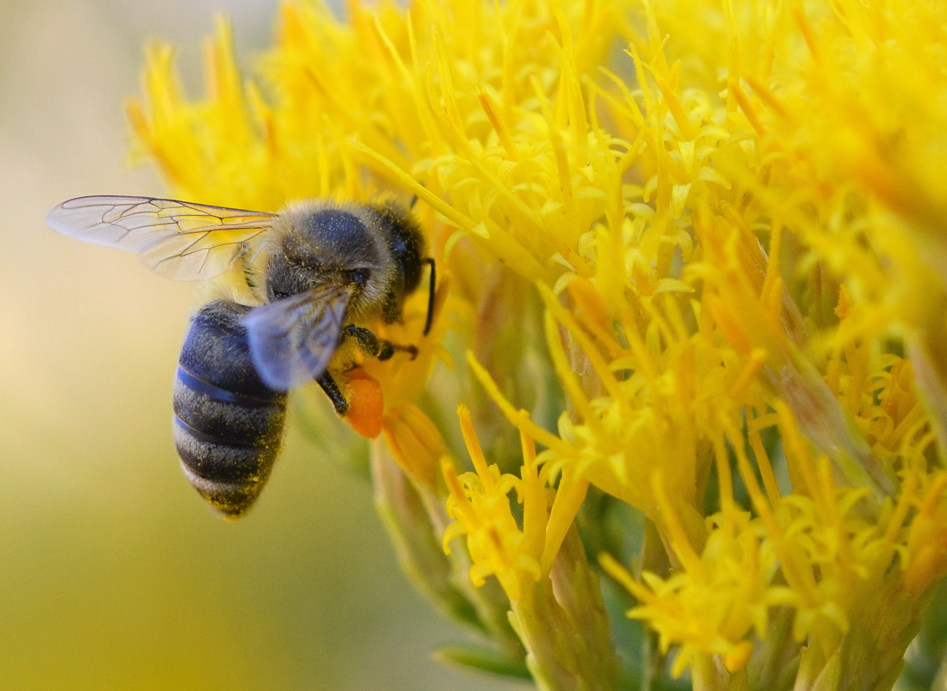 Ericameria nauseosa flowers and honeybee