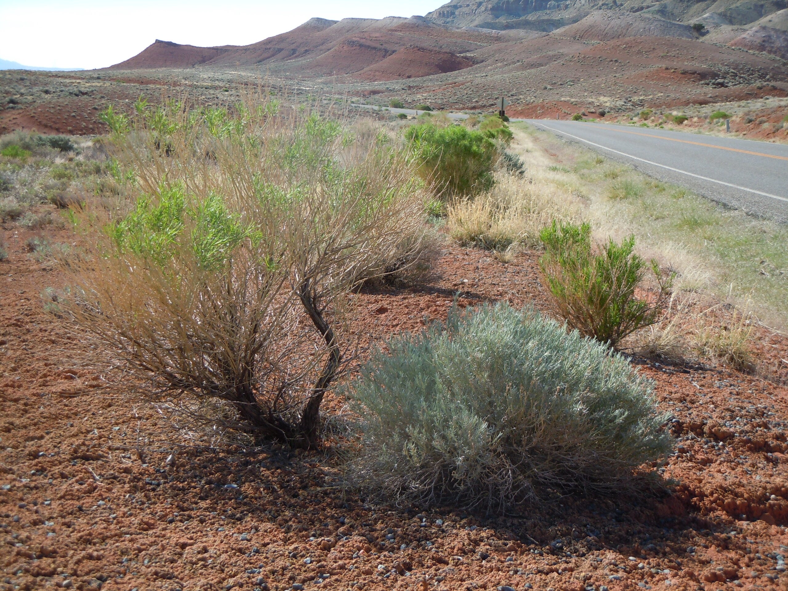 Ericameria nauseosa graveolens and E. n. ssp. nauseosus along the roadside