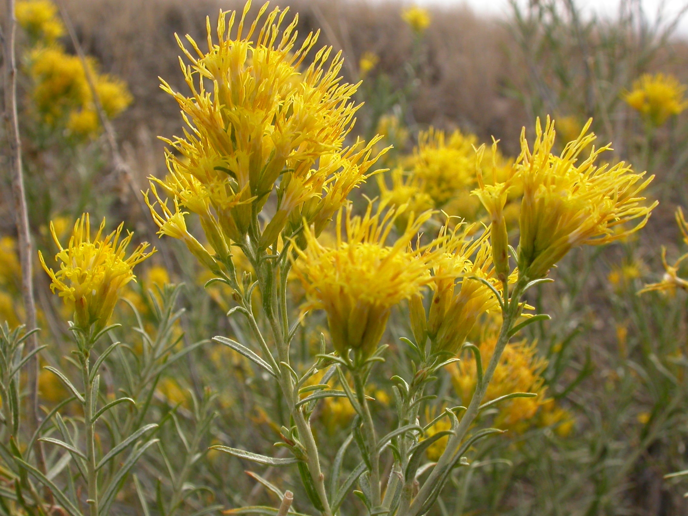 Ericameria nauseosa bright yellow flowers