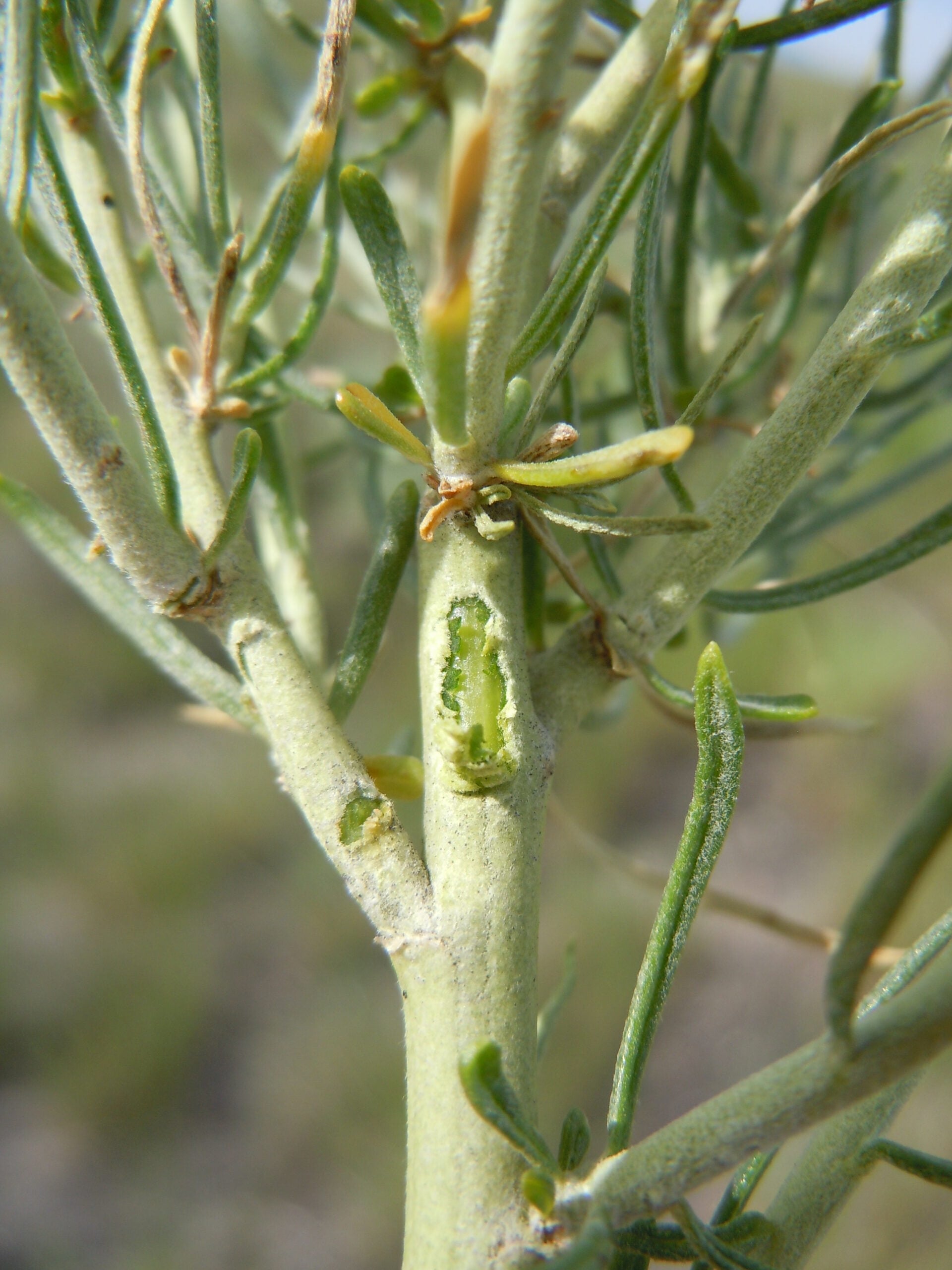 Ericameria nauseosa nicked branch