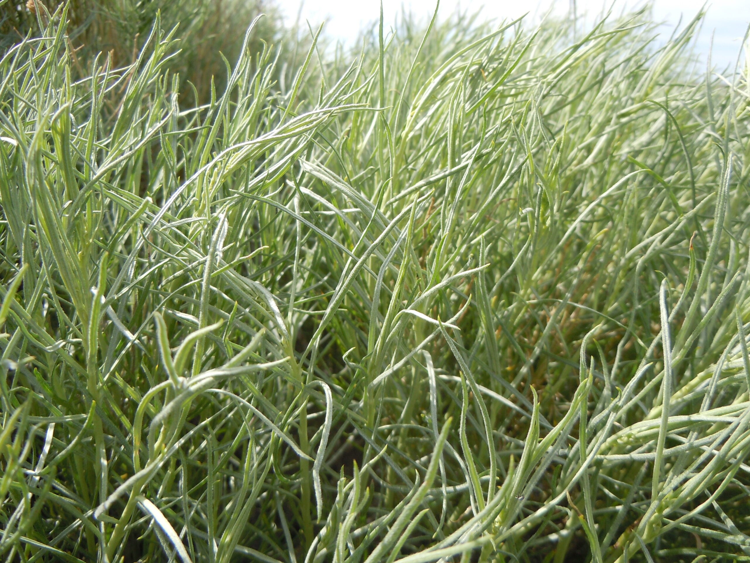 Ericameria nauseosa foliage