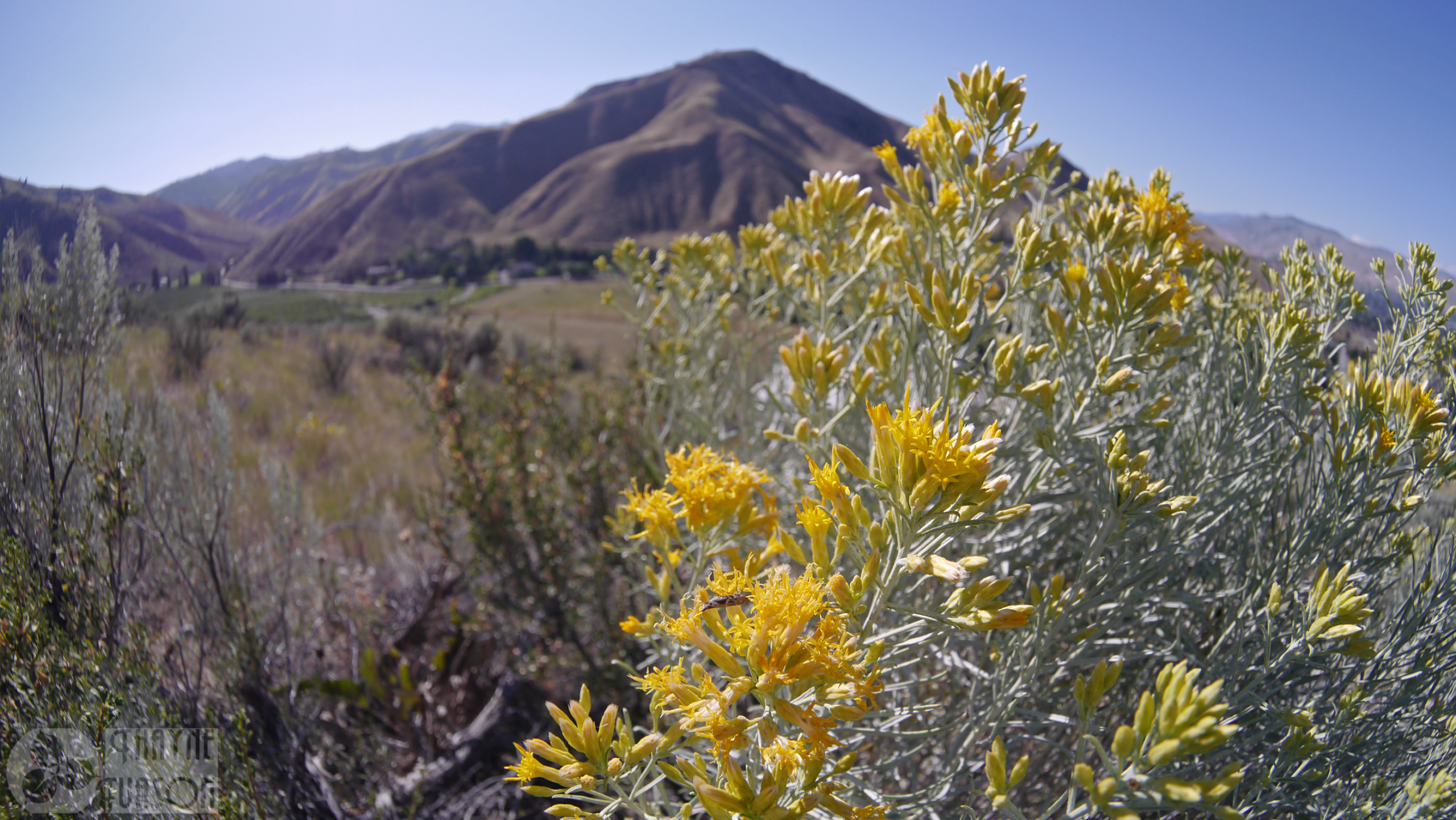 Ericameria nauseosa in flower
