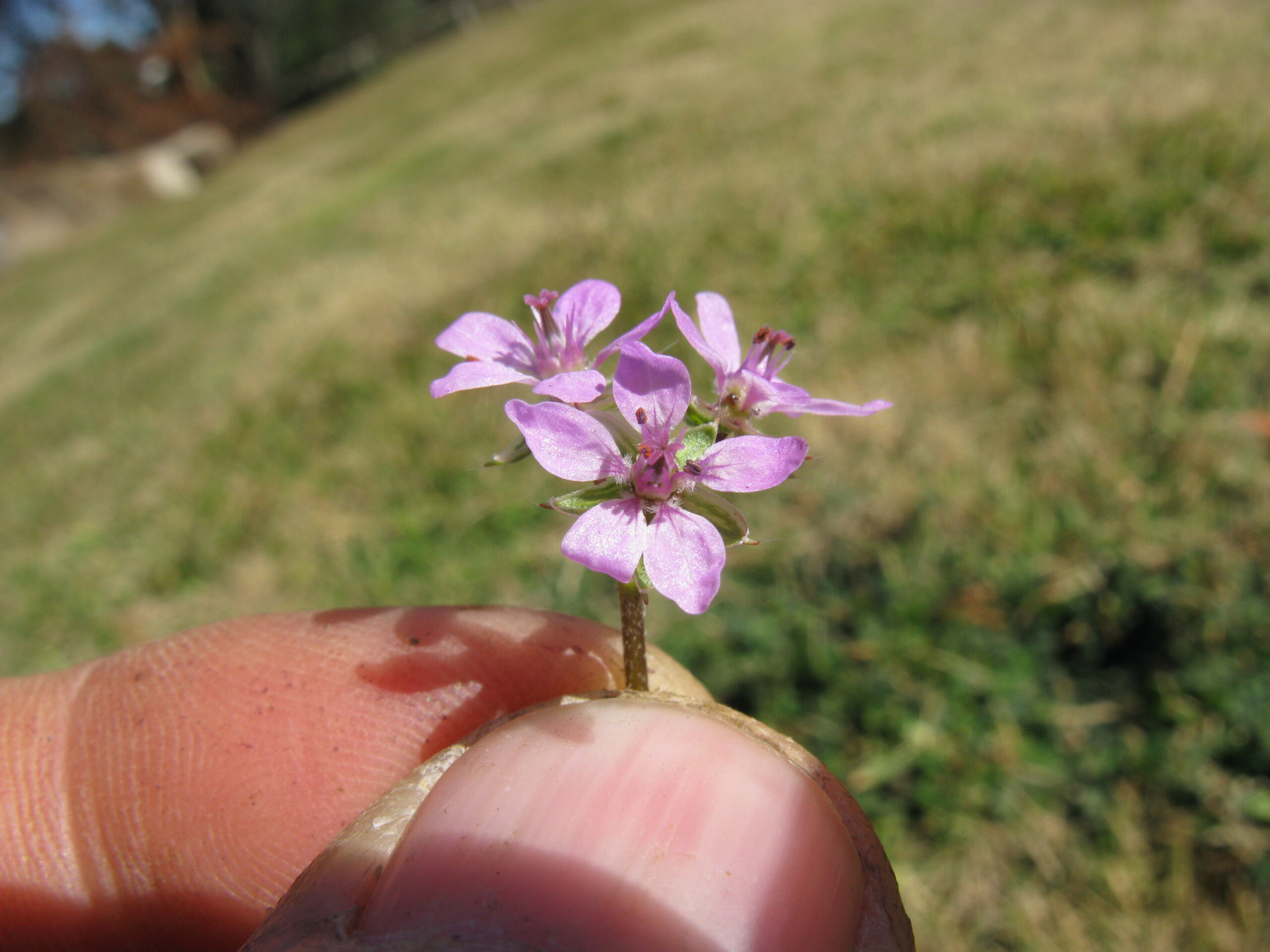 Thymus serpyllum flowers