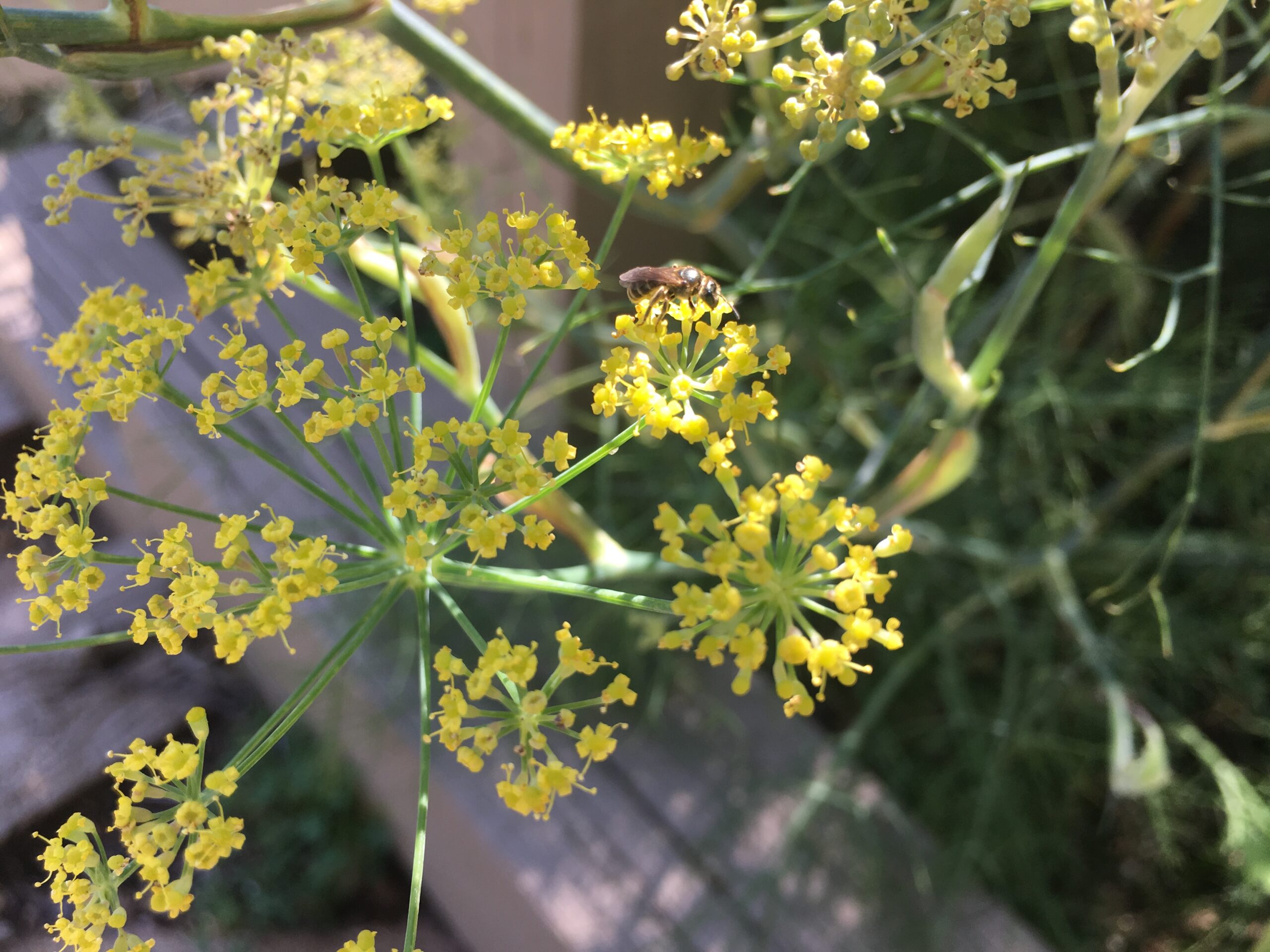 fennel with hover fly
