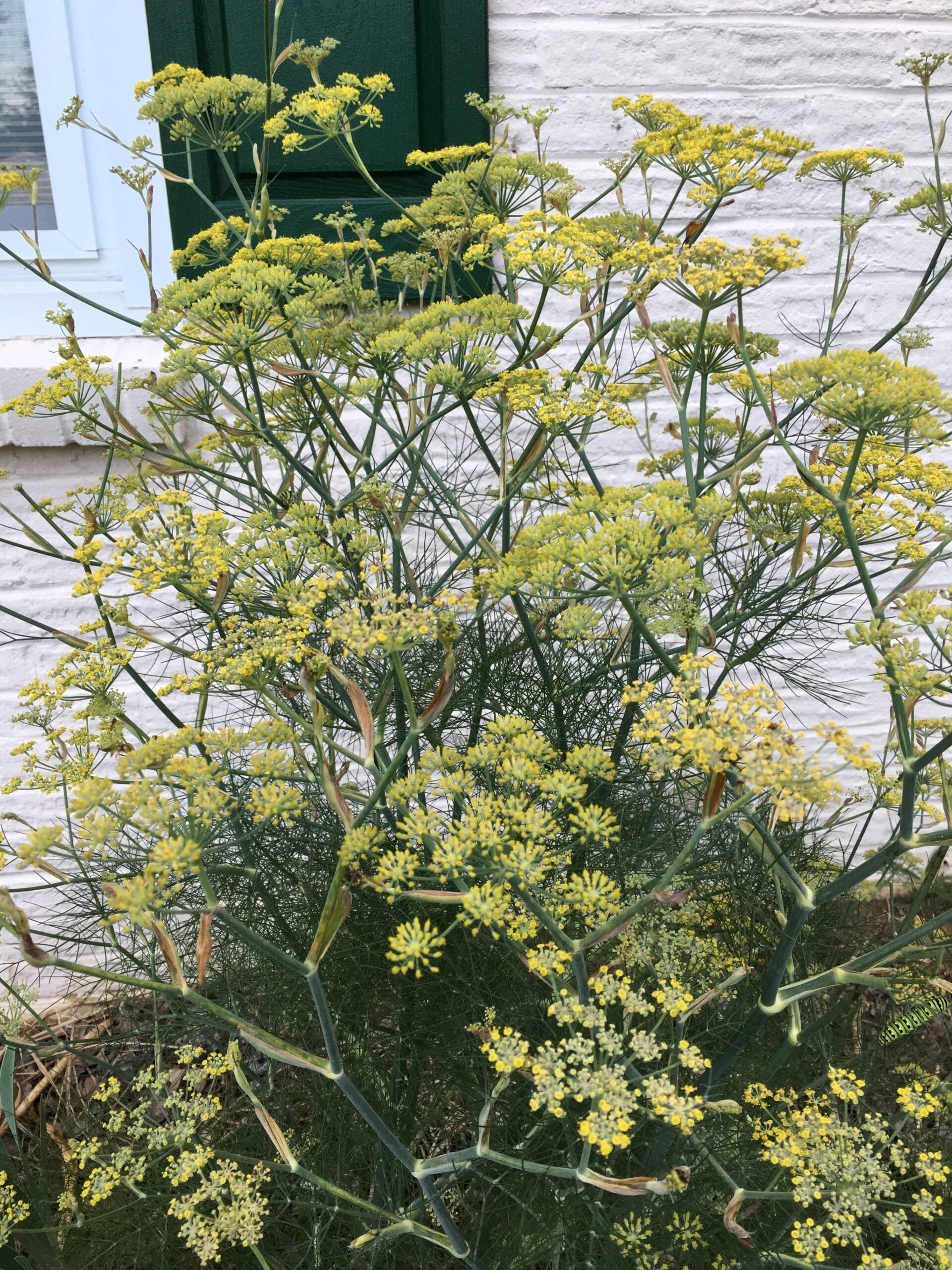 Fennel in bloom