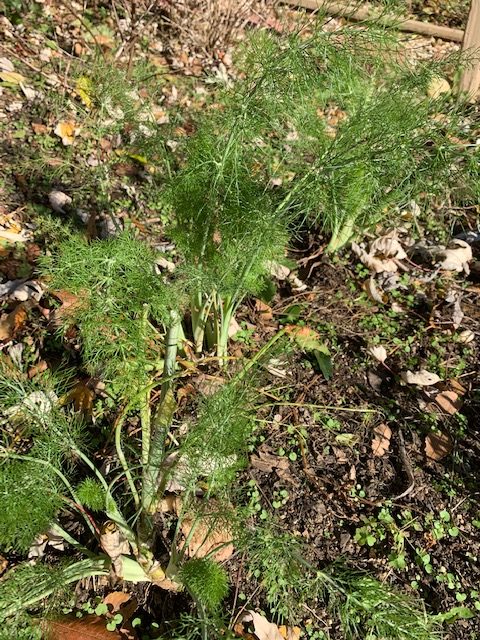 Fennel in December