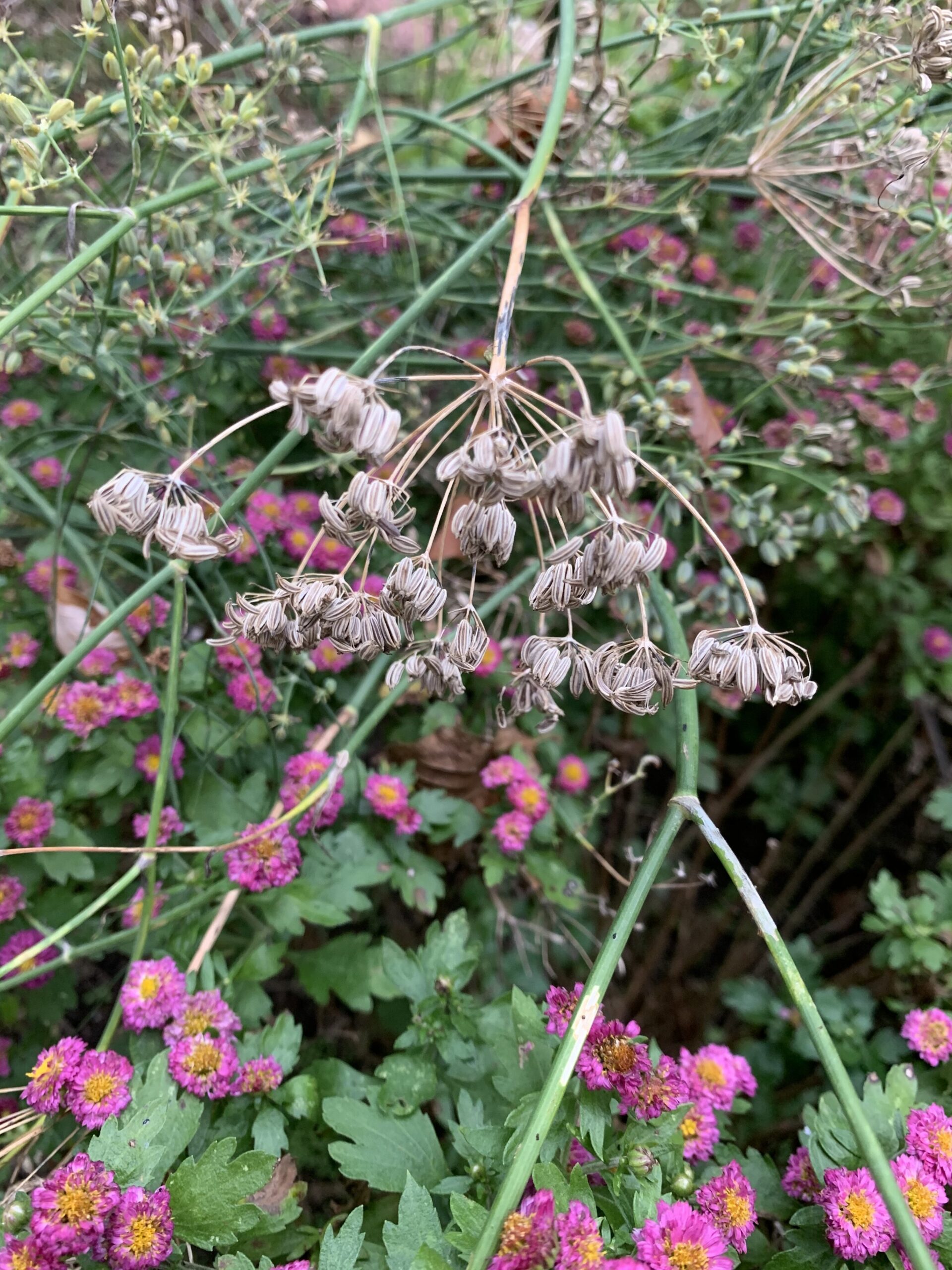 Fennel seeds