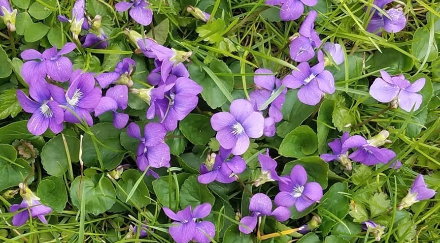 field of violets