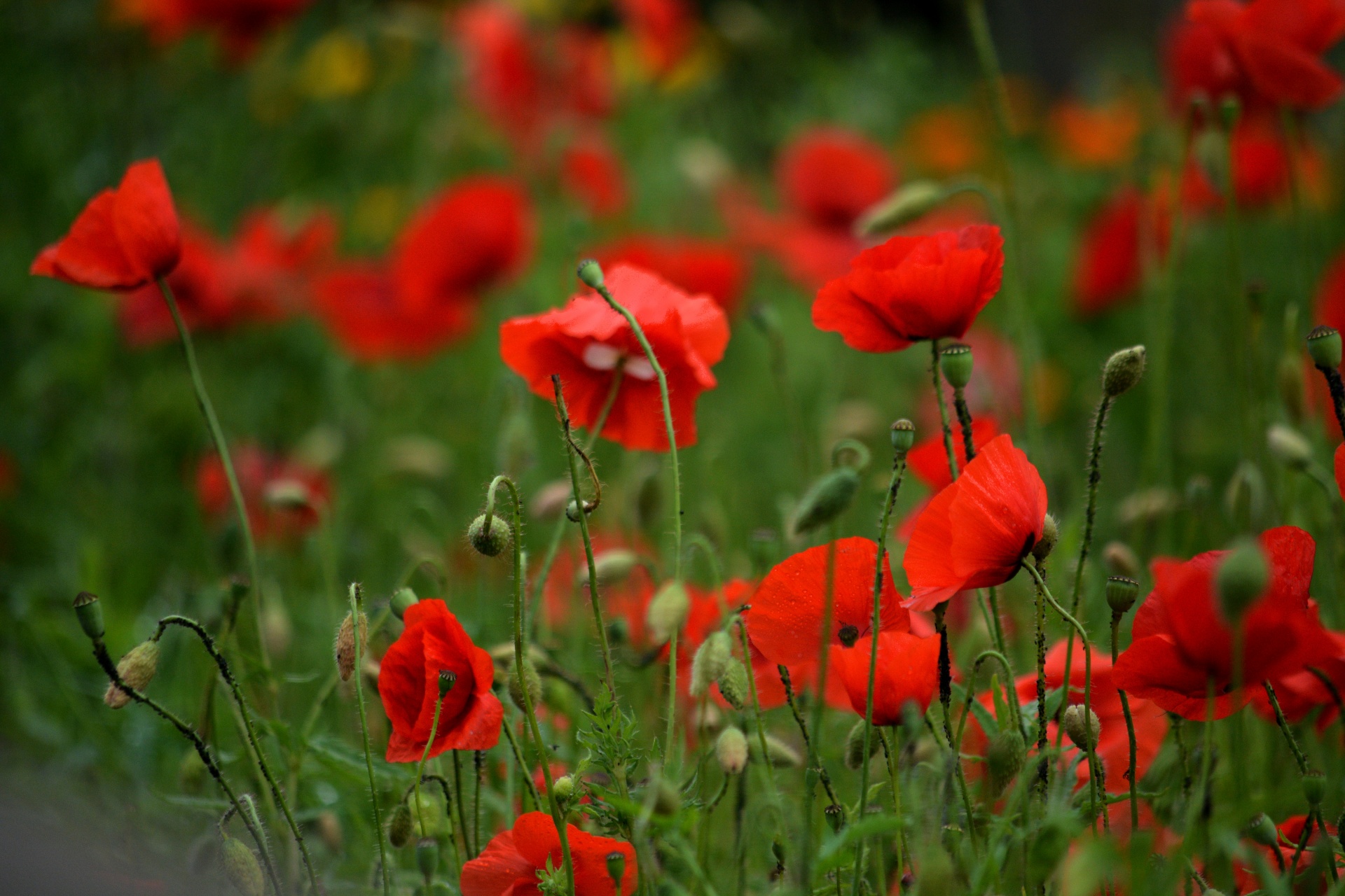 Flanders poppy_public domain