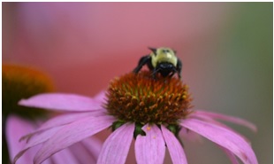 flower-and-bee
