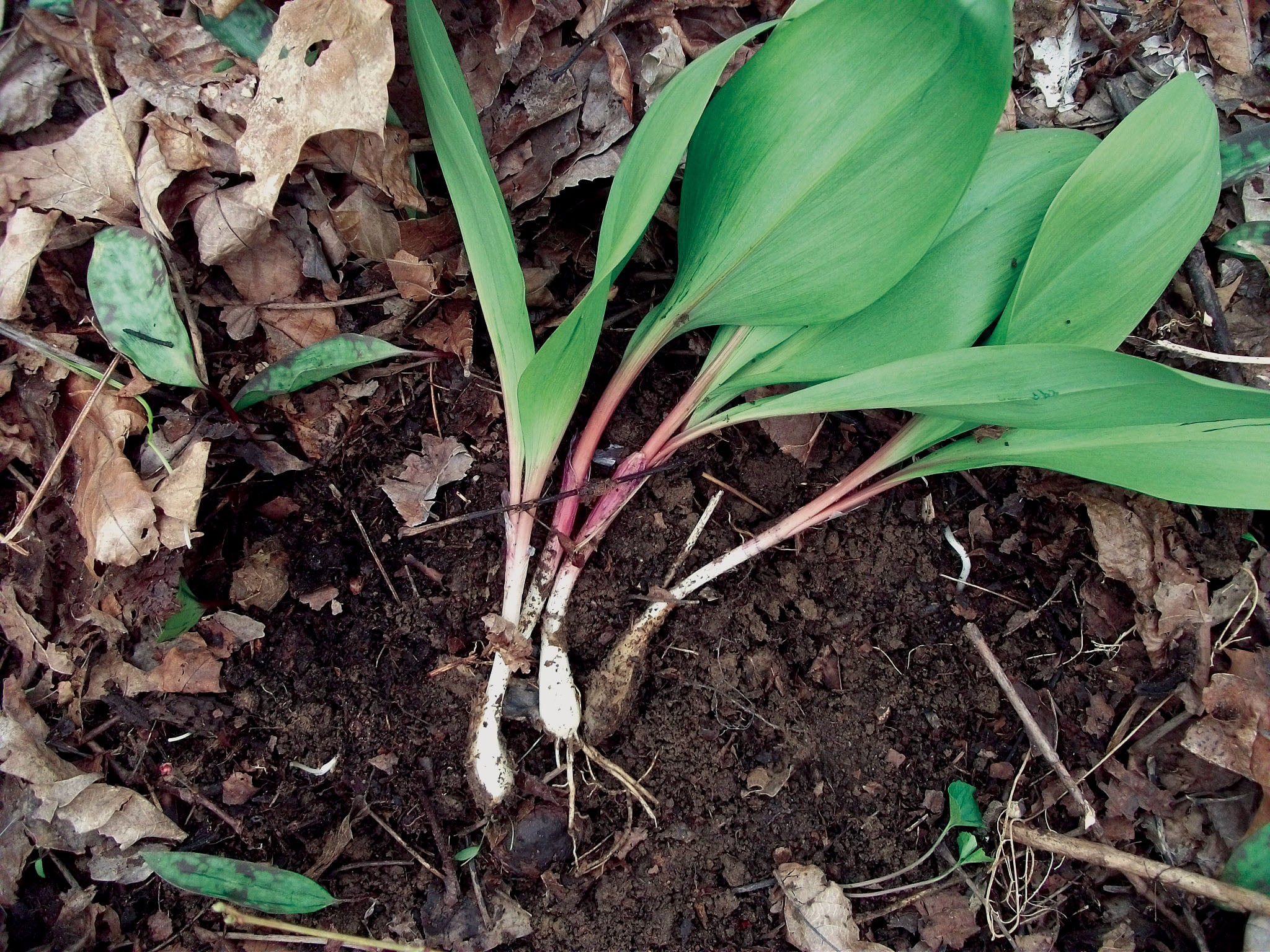 Foraged Ramps
