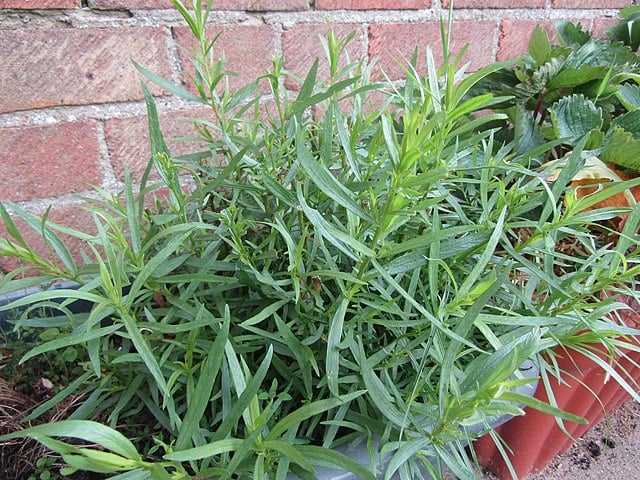 French tarragon plant