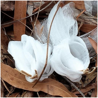 frost-flower-on-cunila-origanoides-from-kathy-schlosser